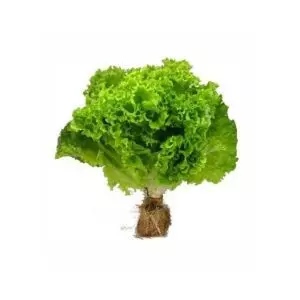 Lechuga hidro