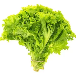 Lechuga crespa