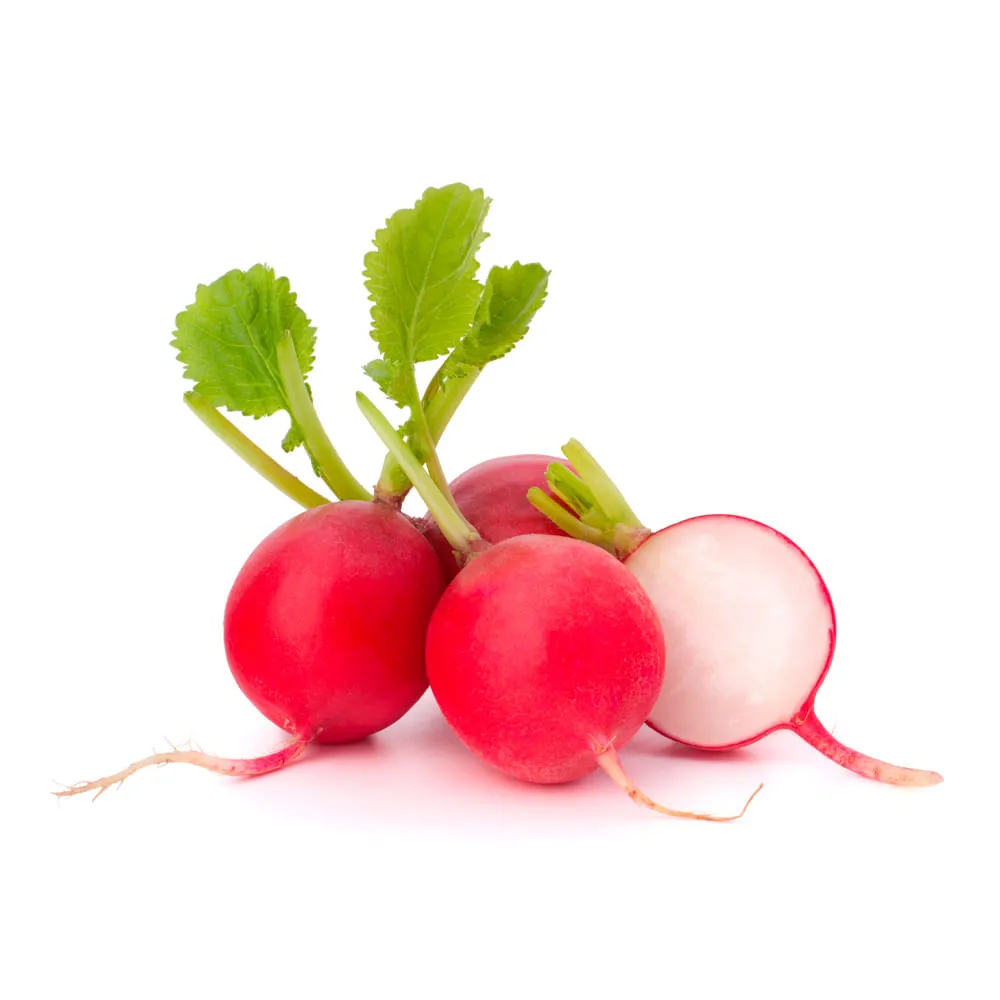 Rabanito