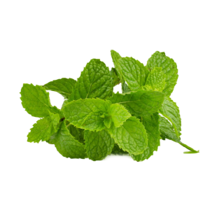 Menta